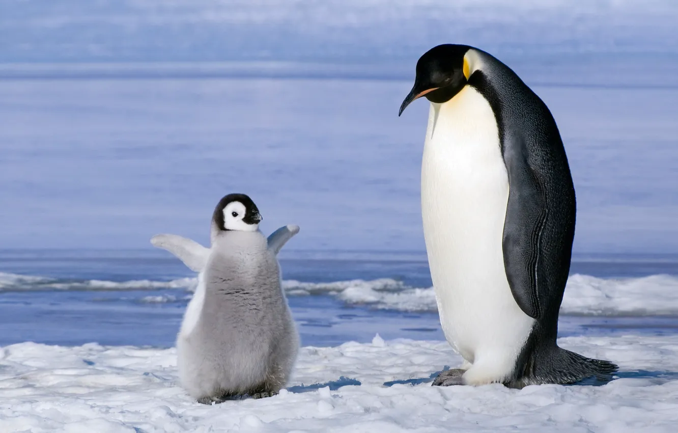 Фото обои пингвины, семья, детеныш, птенец, антарктика