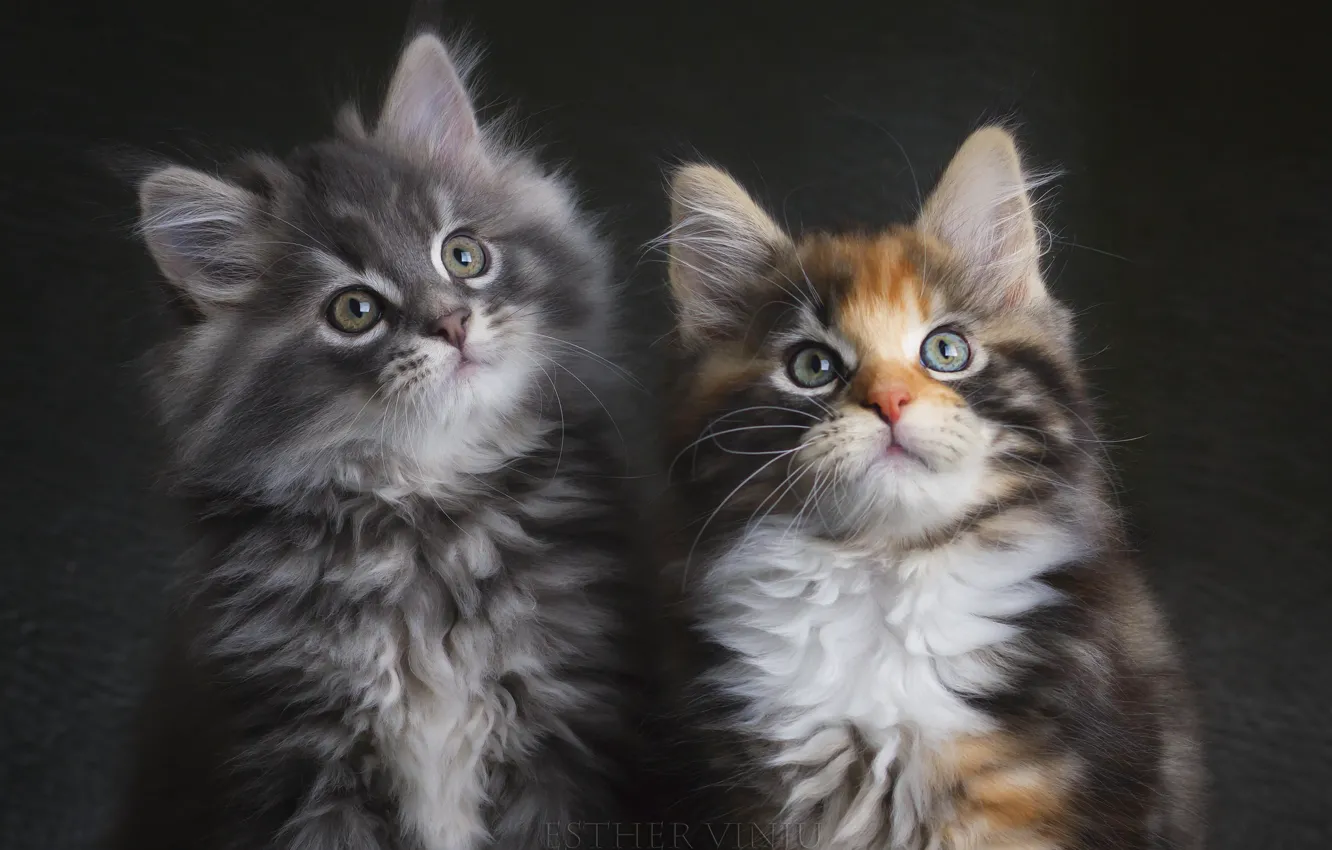 Фото обои серый, пара, котята, трехцветная