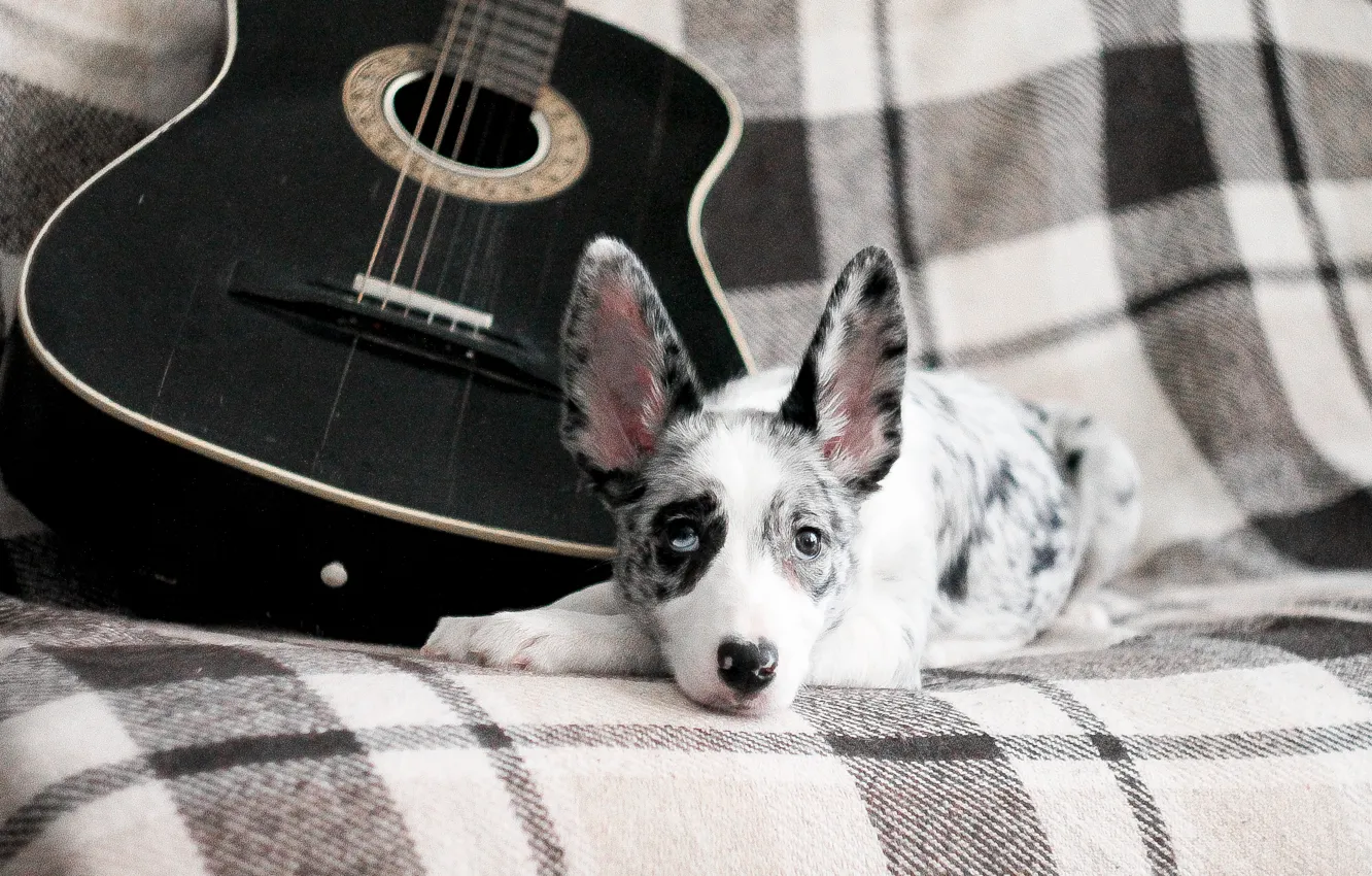 Фото обои гитара, собака, щенок, puppy, dog, бордер колли, border collie