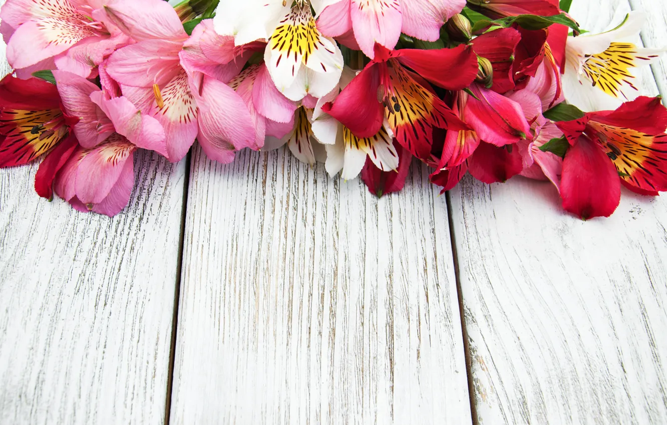 Фото обои цветы, лилии, розовые, wood, pink, flowers, lily