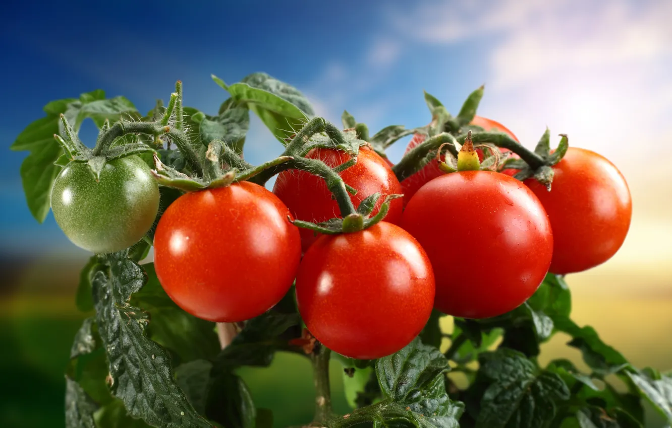 Фото обои овощи, помидоры, томаты