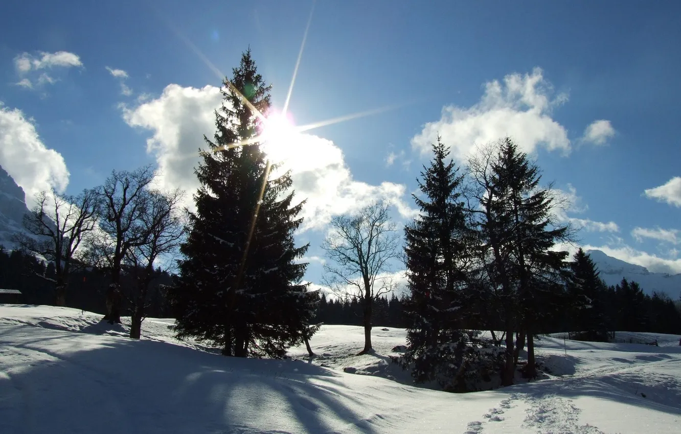 Фото обои небо, солнце, снег, ёлки