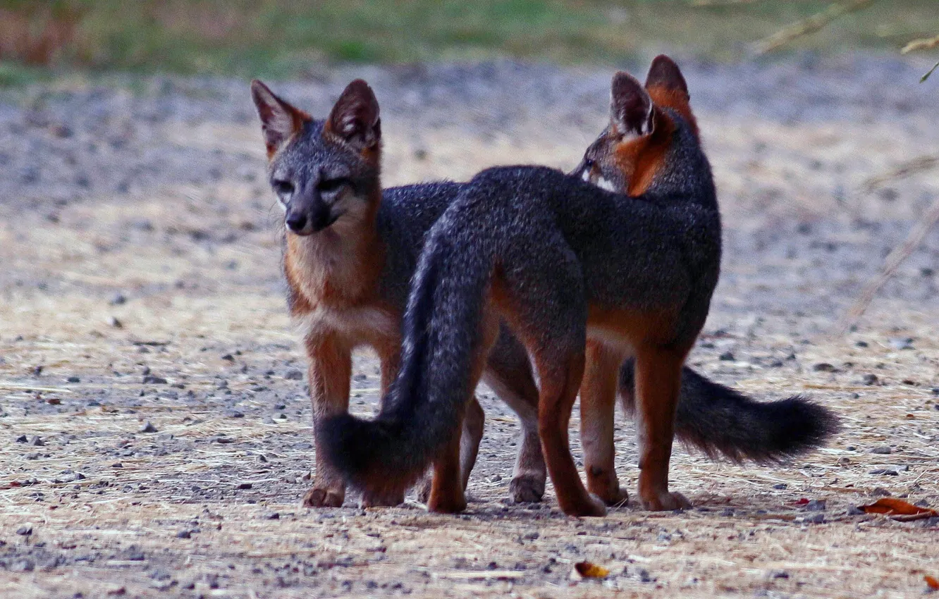 Фото обои животные, лисы, взгляд. природа