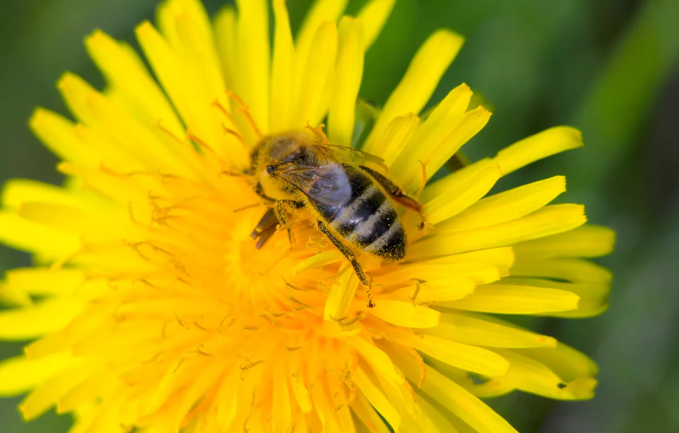 Фото обои flower, spring, insect, bee