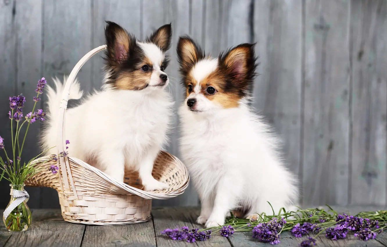 Фото обои собаки, цветы, корзина, щенки