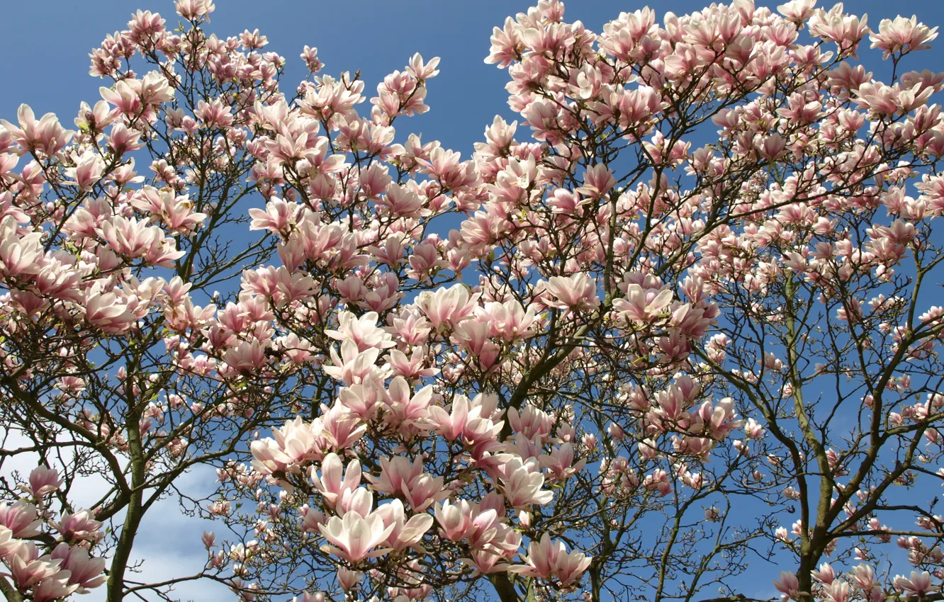 Фото обои дерево, ветви, весна, цветение, flowers, tree, Spring, flowering