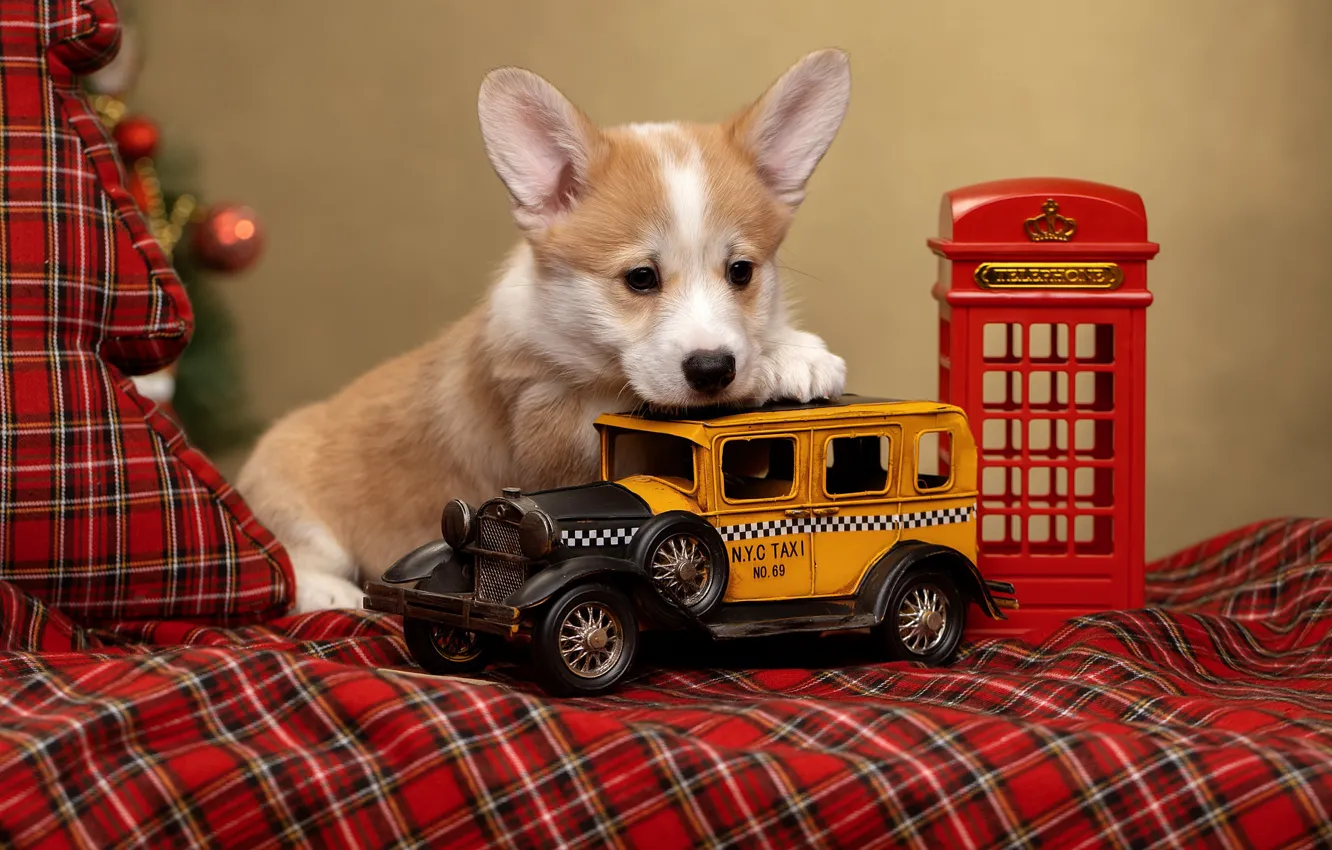 Фото обои собака, щенок, машинка, телефонная будка, пёсик, Вельш-корги, Светлана Писарева