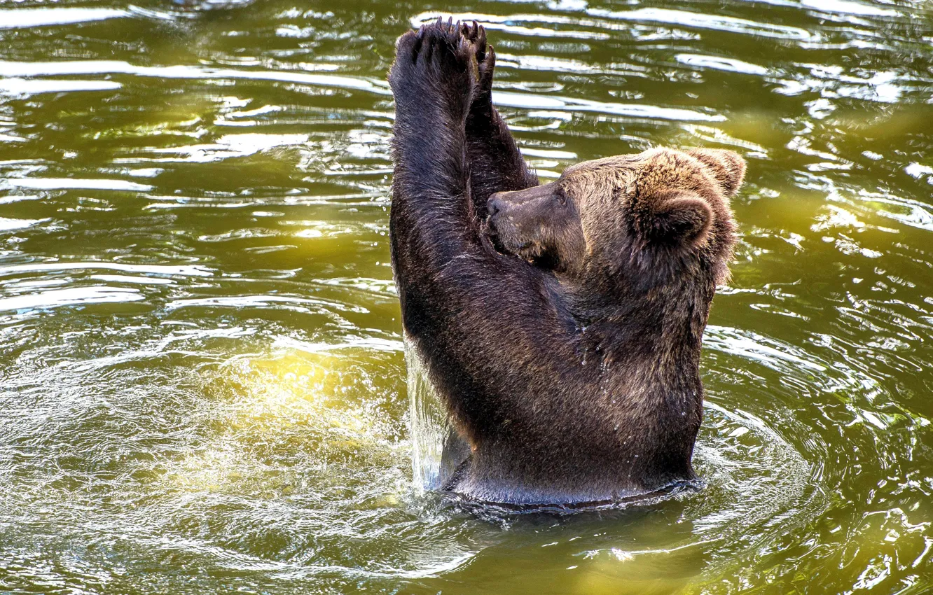 Фото обои вода, Шотландия, бурый медведь, аплодисменты, европейский, Блэр Драммонд Сафари Парк