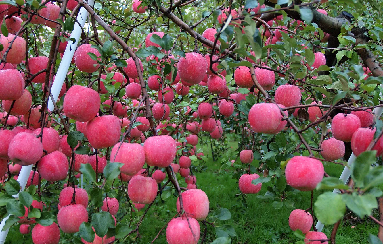 Фото обои осень, вода, капли, роса, яблоки, сад, урожай