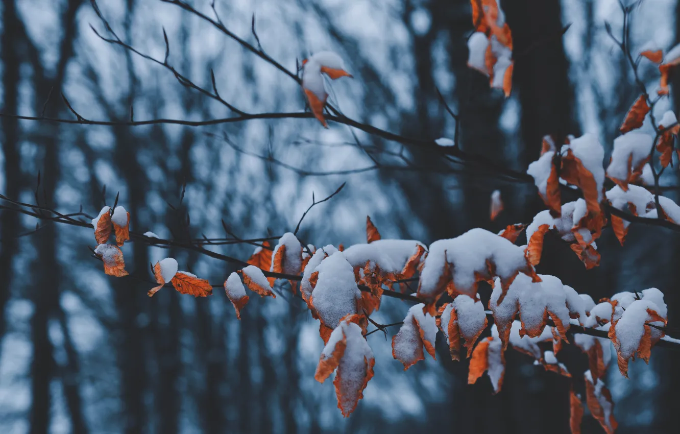 Фото обои зима, листья, снег, деревья, ветка, сухие листья