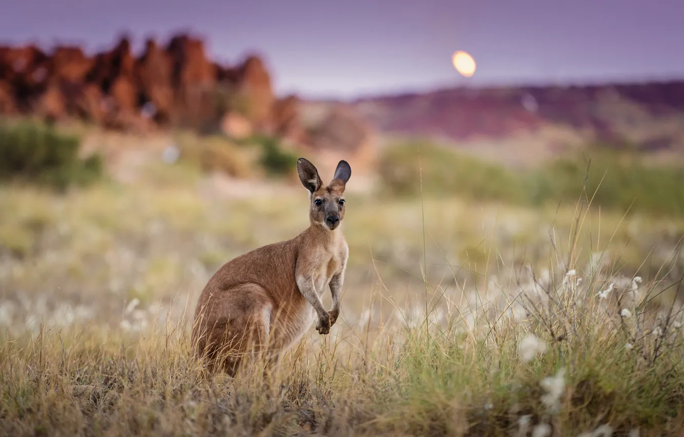 Фото обои утро, Австралия, кенгуру