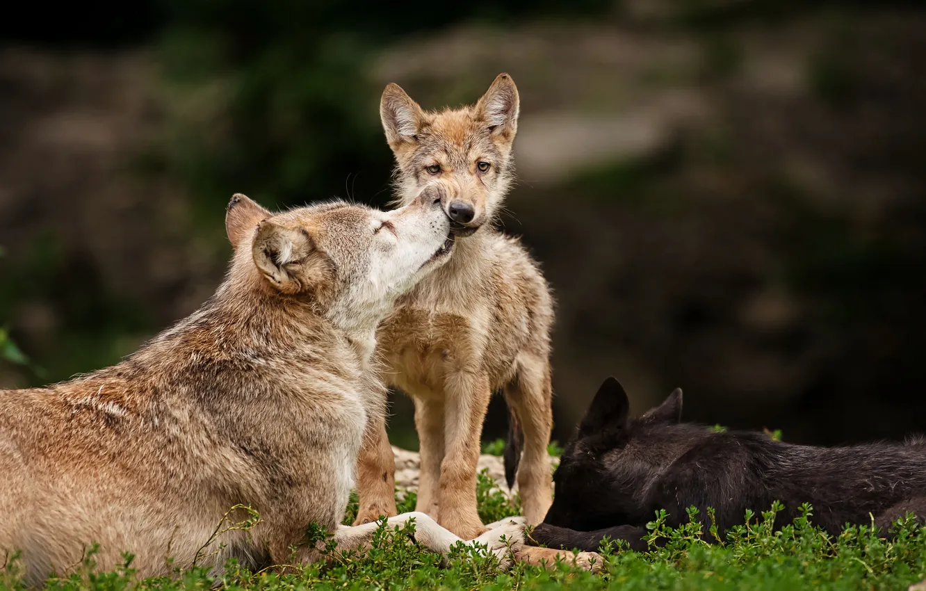 Фото обои хищники, волки, волчонок, семейка
