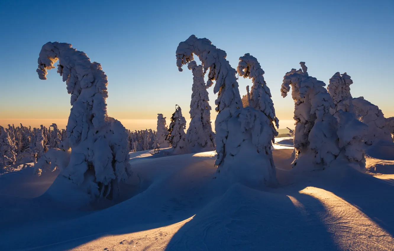 Фото обои зима, снег, деревья, природа, ели, Чехия, тени, Крконоше