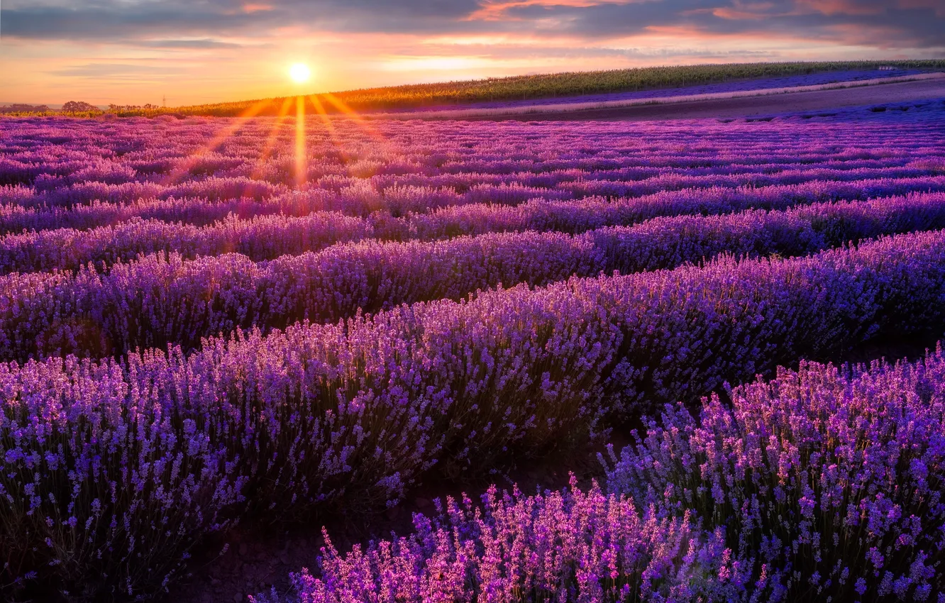 Фото обои red, sunset, sun, violet, plantation