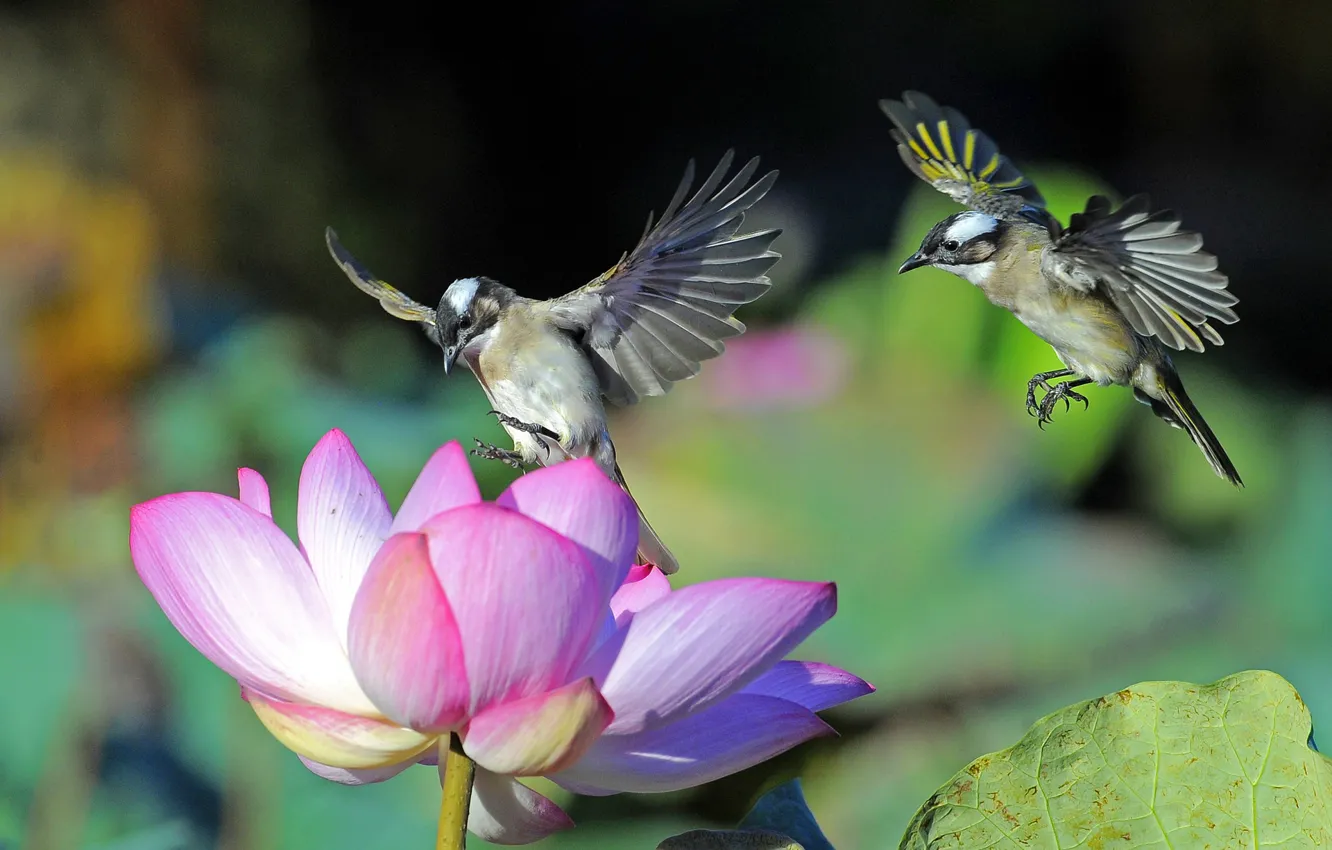 Фото обои цветок, макро, птицы, крылья, лепестки, лотос