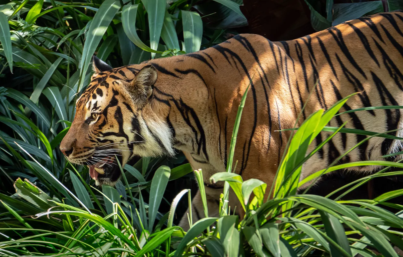 Фото обои тигр, хищник, рык