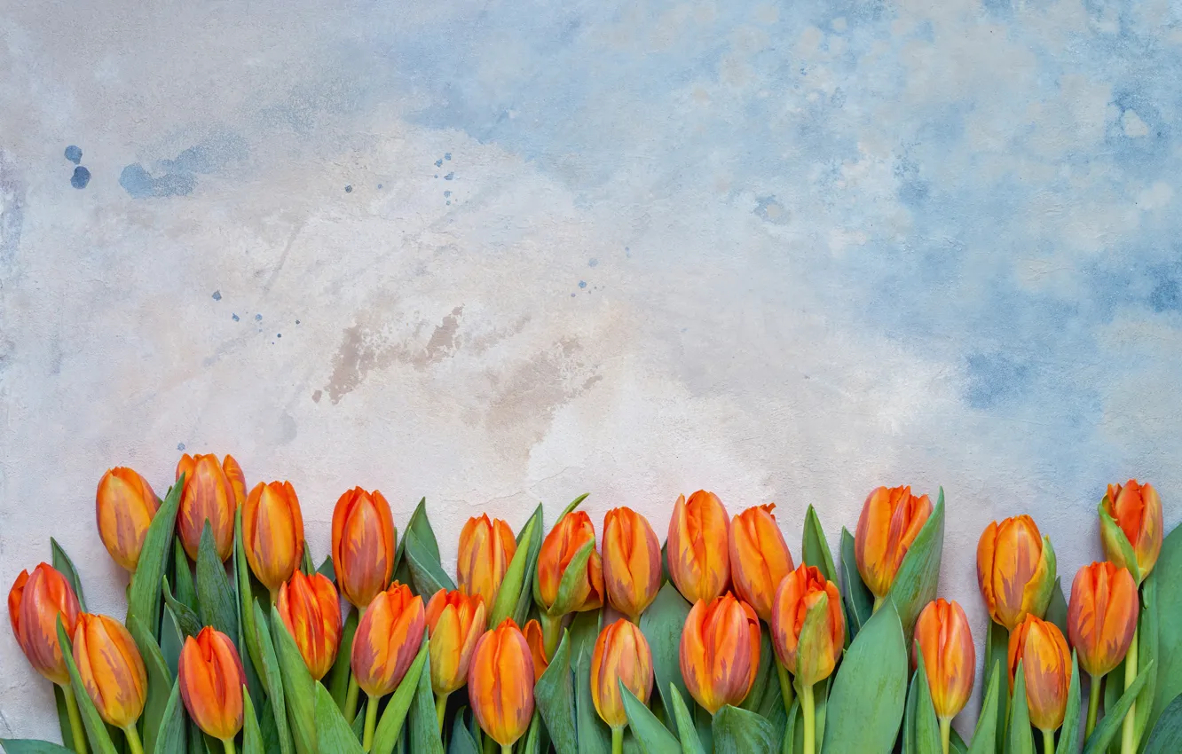 Фото обои цветы, тюльпаны, red, flowers, tulips