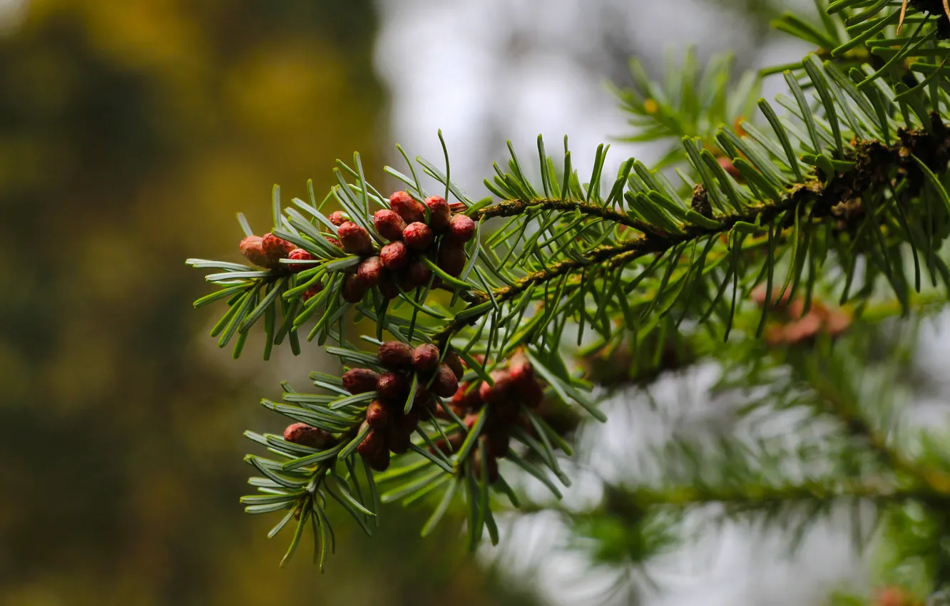 Фото обои green, pine, spruce, twig