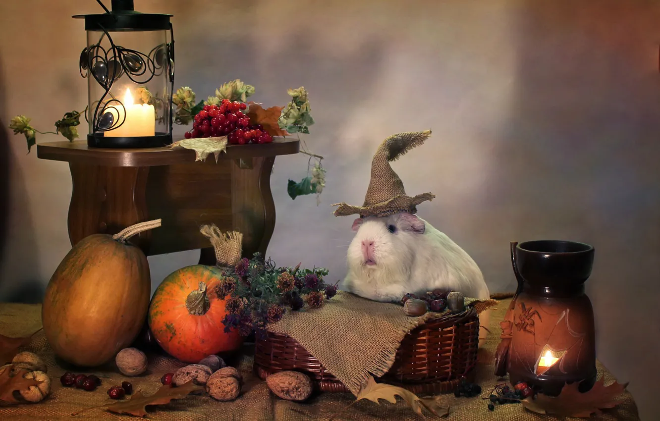 Фото обои осень, животные, юмор, свечи, октябрь, тыквы, хэллоуин, композиция