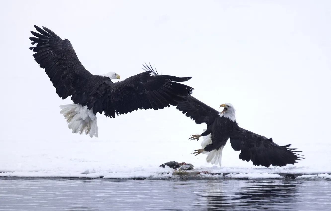 Фото обои зима, вода, снег, птицы, крылья, клюв, белоголовый орлан