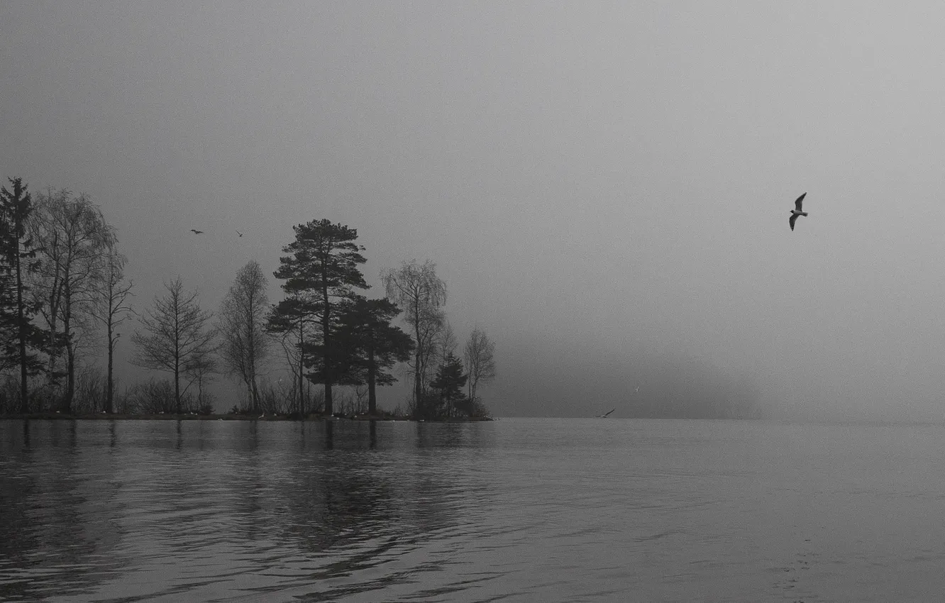 Фото обои деревья, полет, птицы, туман, озеро, островок, дождливый