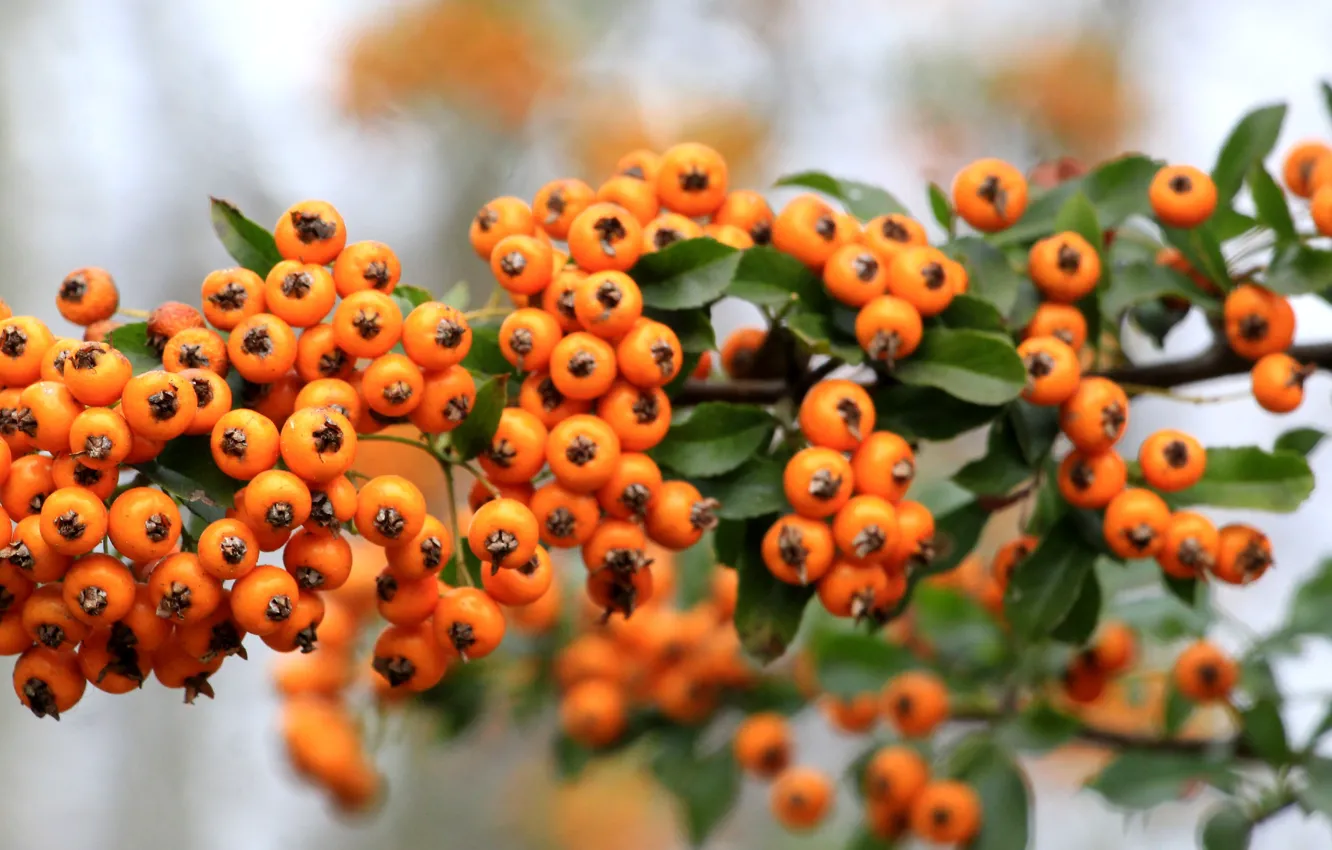 Обои fruit, orange, twig на телефон и рабочий стол, раздел природа ...
