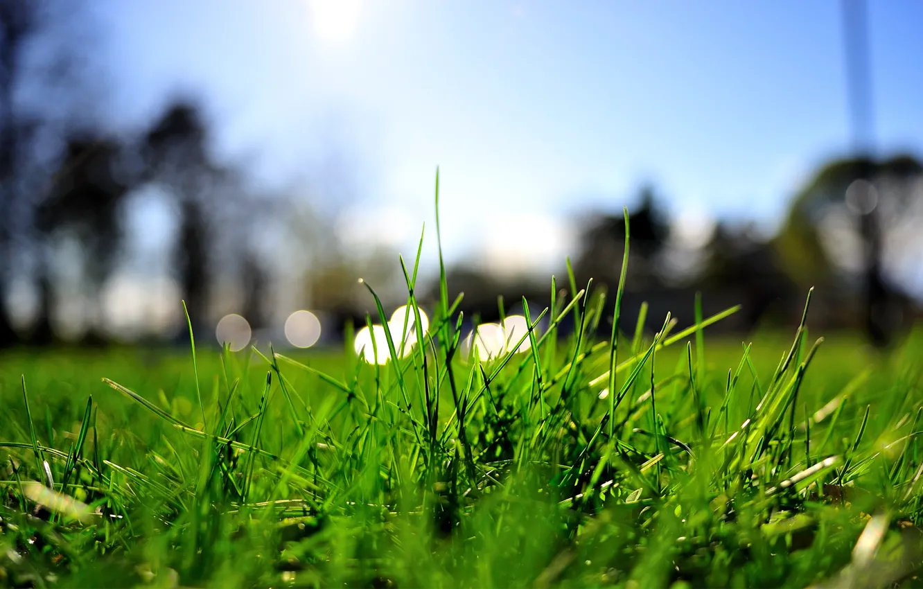 Фото обои зелень, лето, трава, макро, огни, газон, лужайка