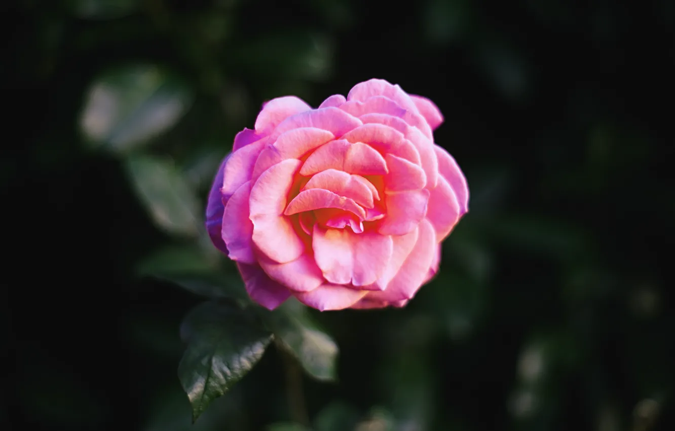 Фото обои Flower, Rose, Macro