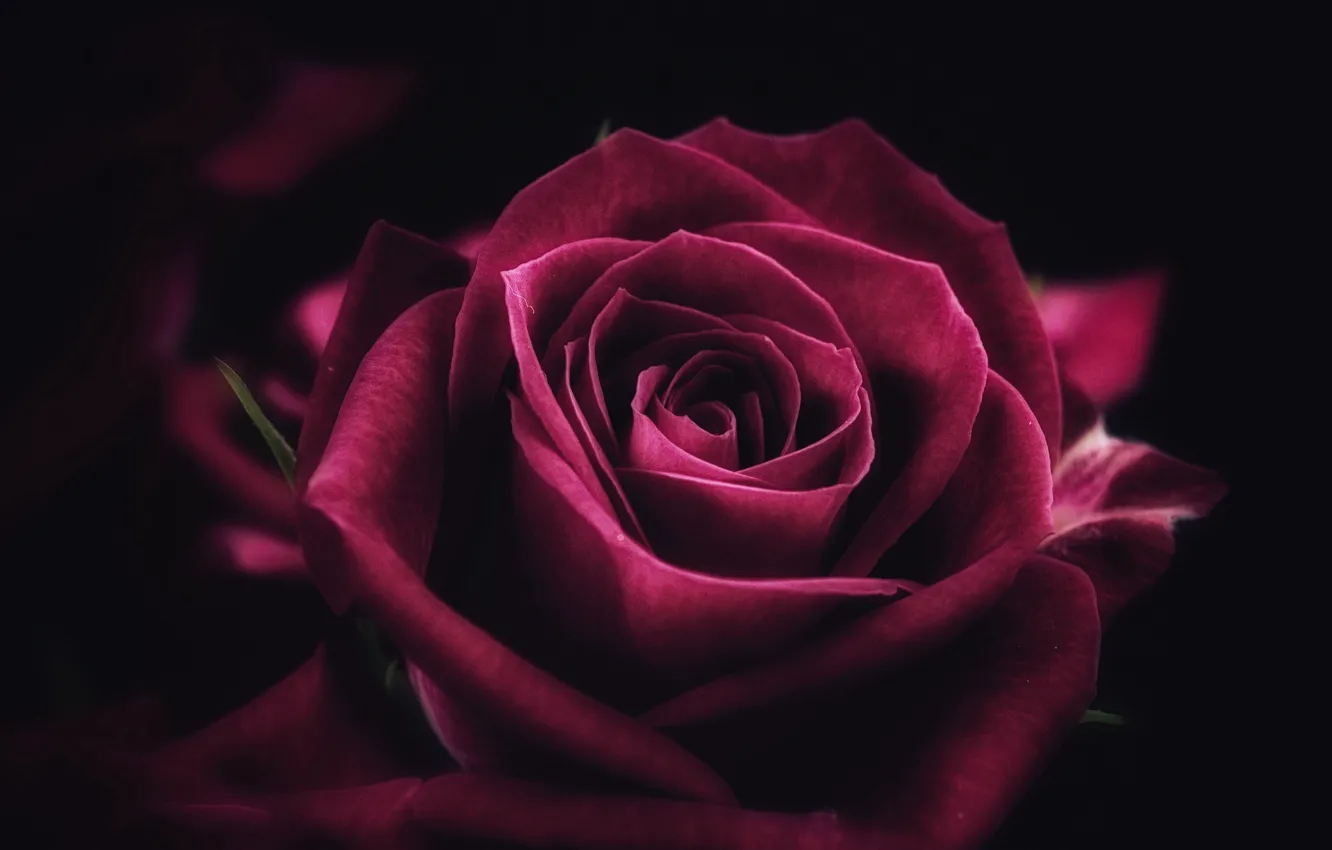 Фото обои rose, flower, close-up, pink, macro, purple, petals