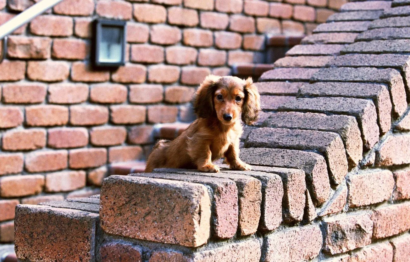 Фото обои Собака, Взгляд, Стена, Кирпичи