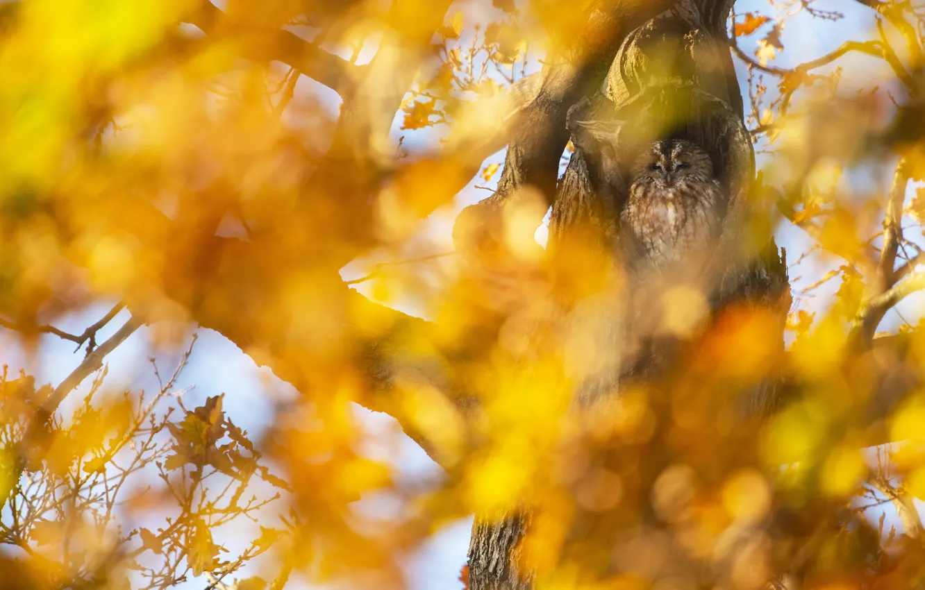 Фото обои осень, листья, свет, дерево, сова, птица, листва, желтый фон