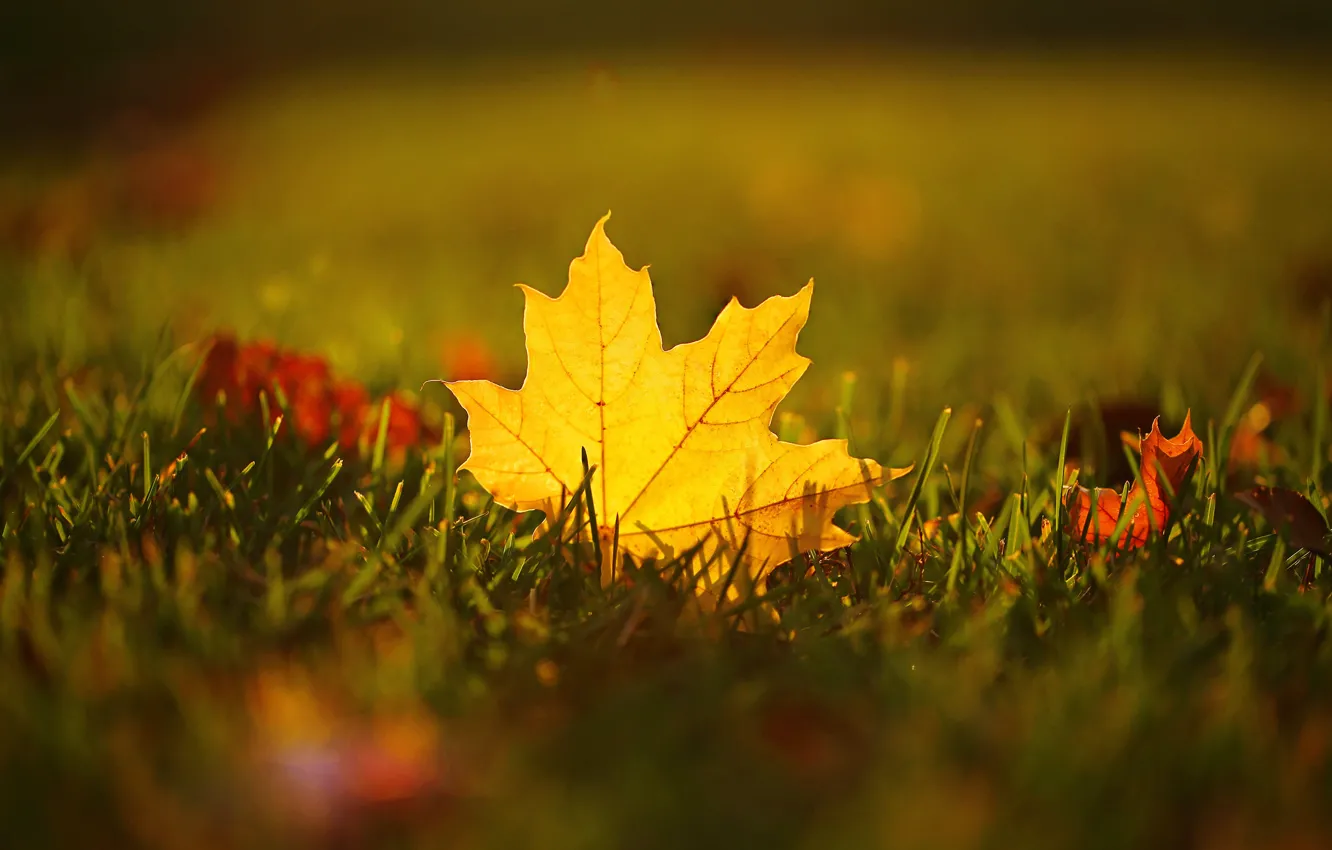 Фото обои осень, трава, макро, лист, клен