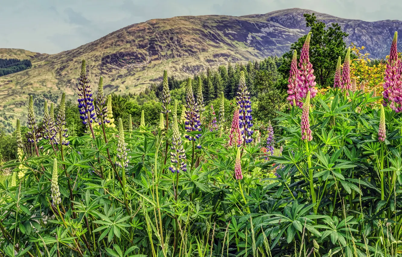 Фото обои зелень, лето, листья, цветы, горы, заросли, холмы, склон