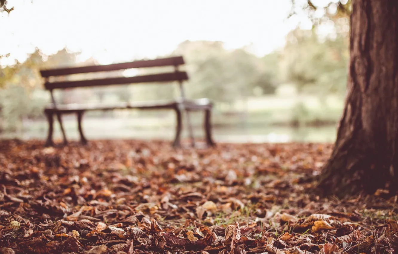 Фото обои осень, листья, скамейка, дерево, скамья