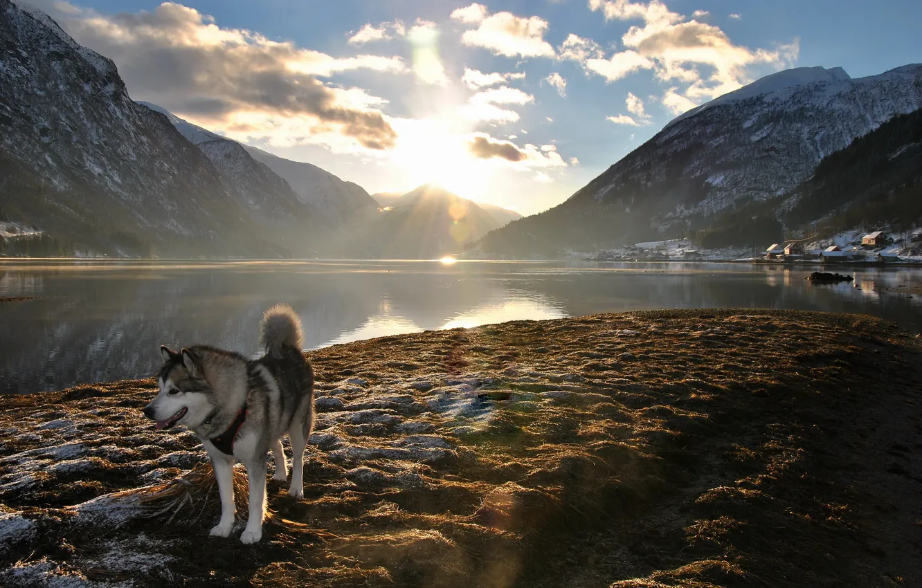Фото обои горы, природа, озеро, друг, собака, утро