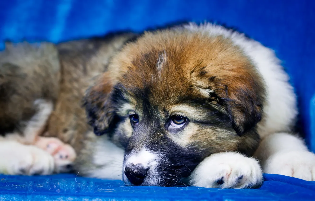 Фото обои взгляд, друг, собака