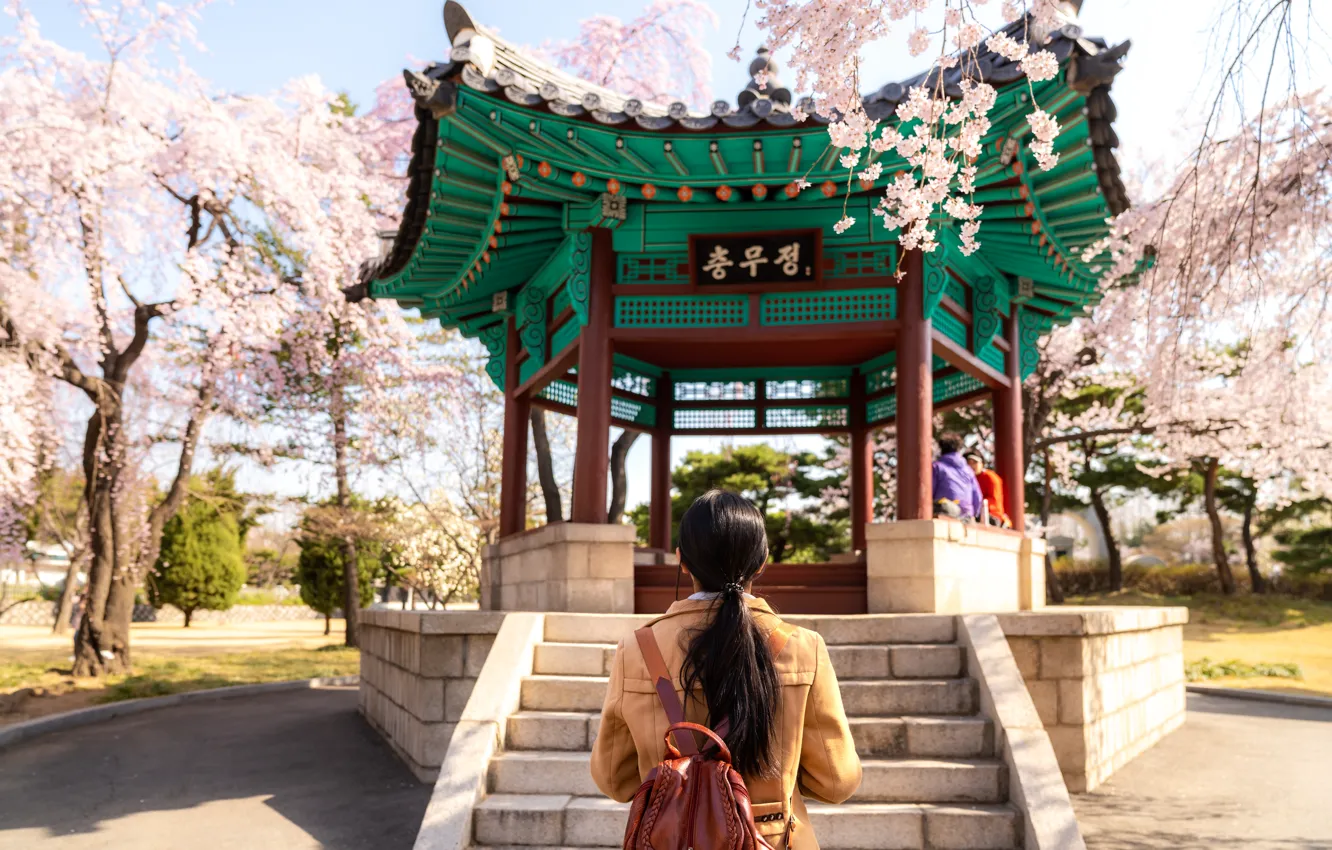Фото обои Девушка, Парк, South Korea, Сеул, Park, Cherry blossom, Seoul, Южная Корея