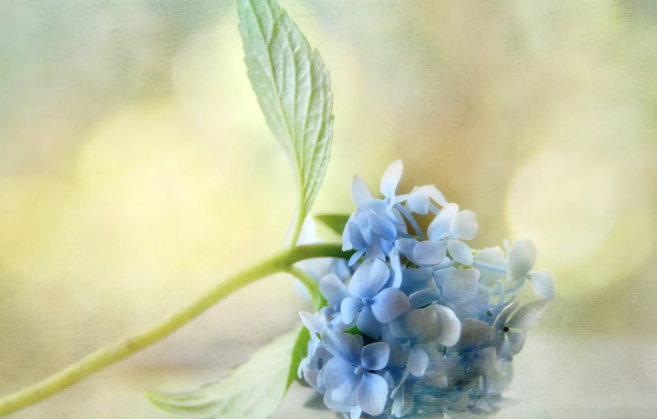 Фото обои листья, блики, фон, текстура, голубая, гортензия