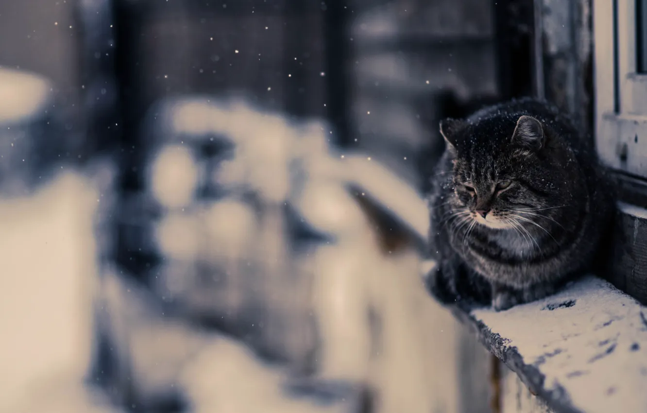 Фото обои Фото, Снег, Кот, Snow, Wallpaper, Cat, Обои На Рабочий Стол, Иркутск