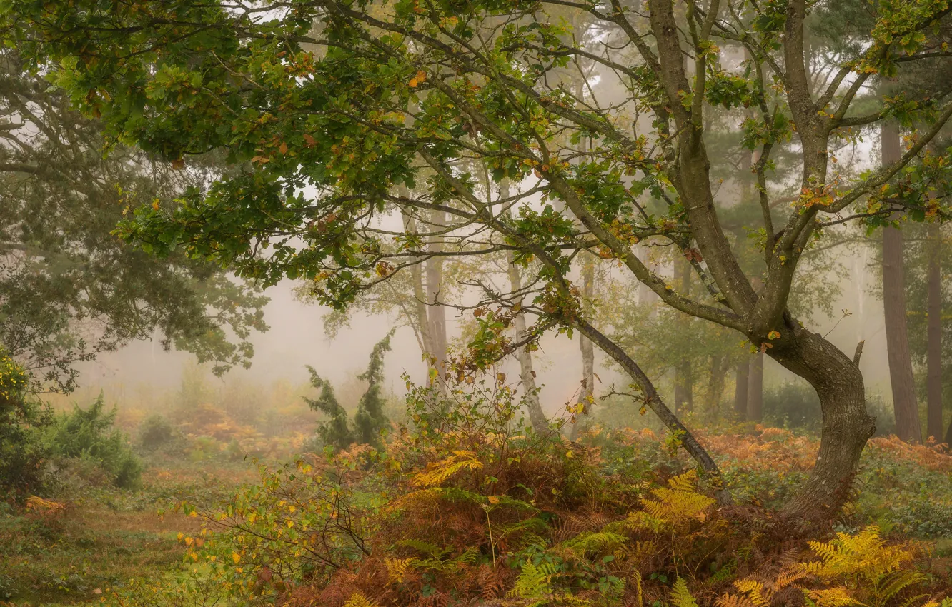 Фото обои осень, лес, деревья, туман