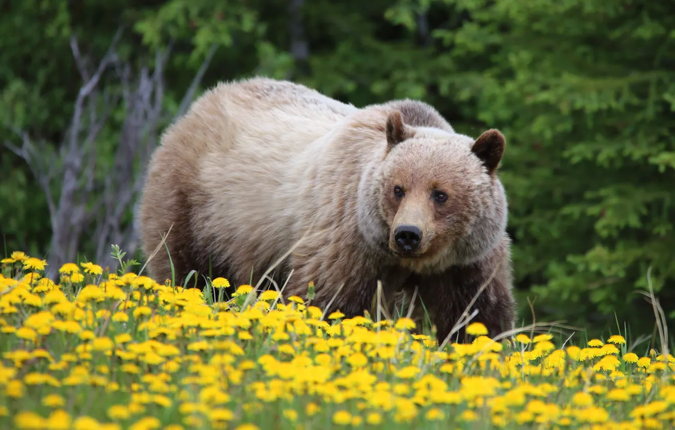 Фото обои цветы, медведь, одуванчики, гризли