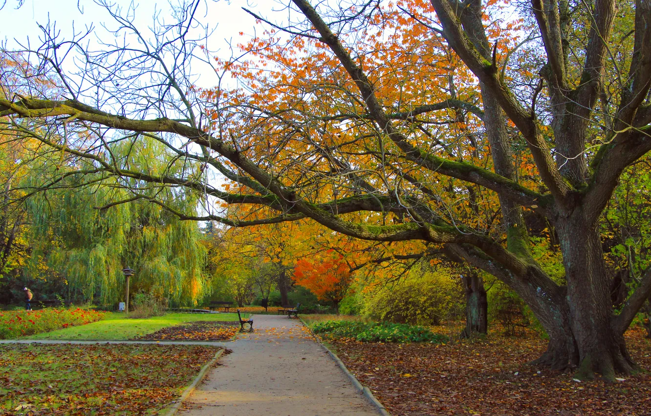 Фото обои park, autumn, tree, alley, fall
