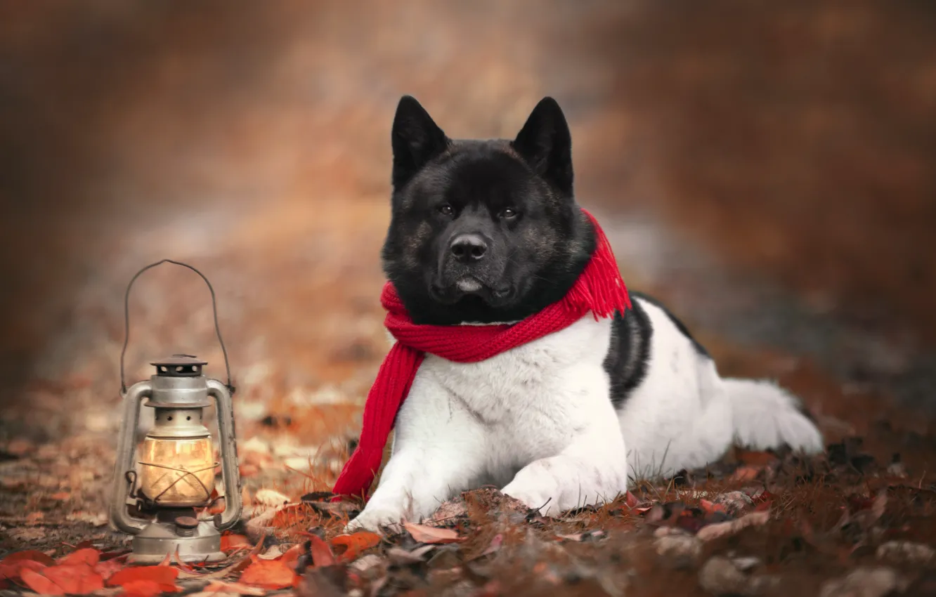 Фото обои осень, природа, животное, собака, шарф, фонарь, пёс, акита-ину