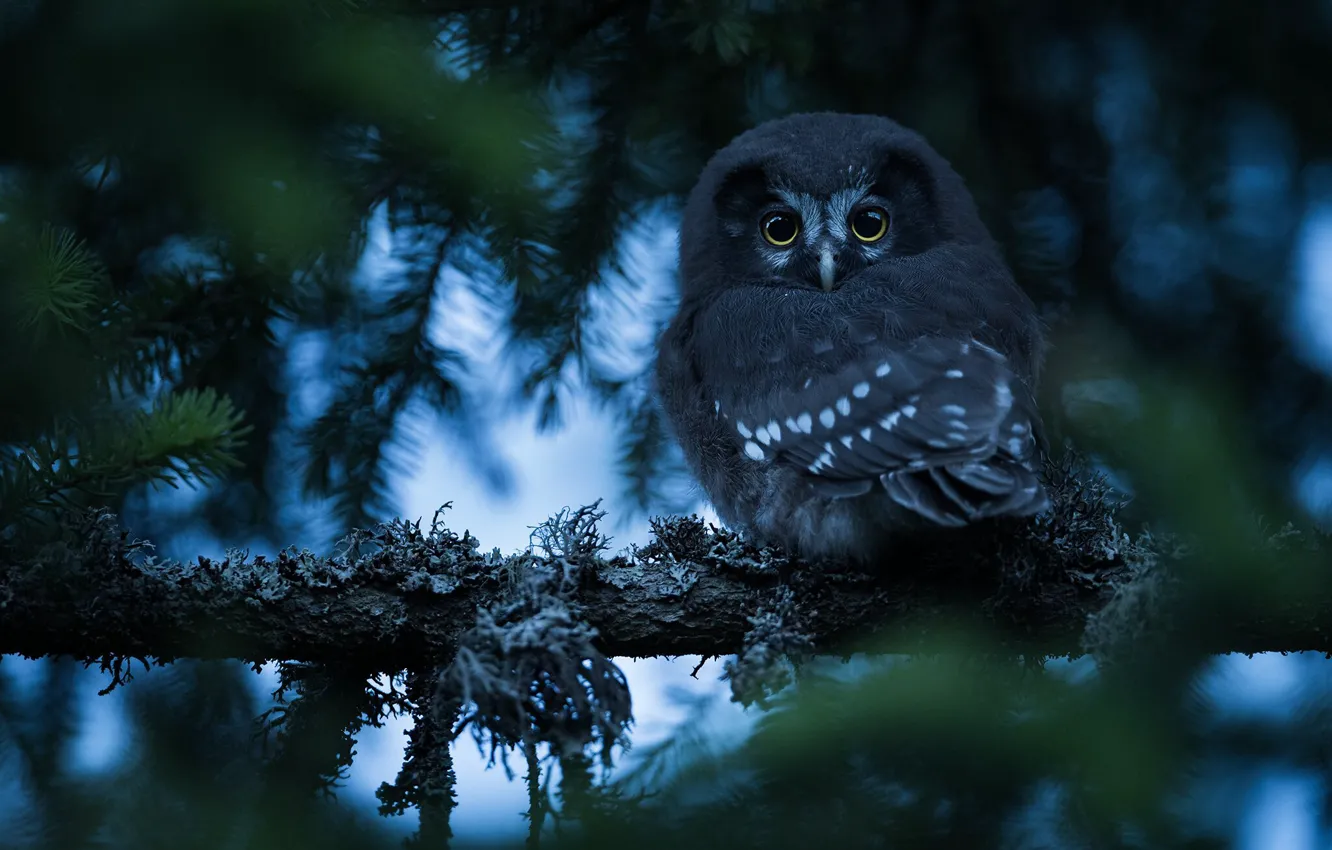 Фото обои лес, взгляд, ветки, природа, сова, птица, хвоя, боке