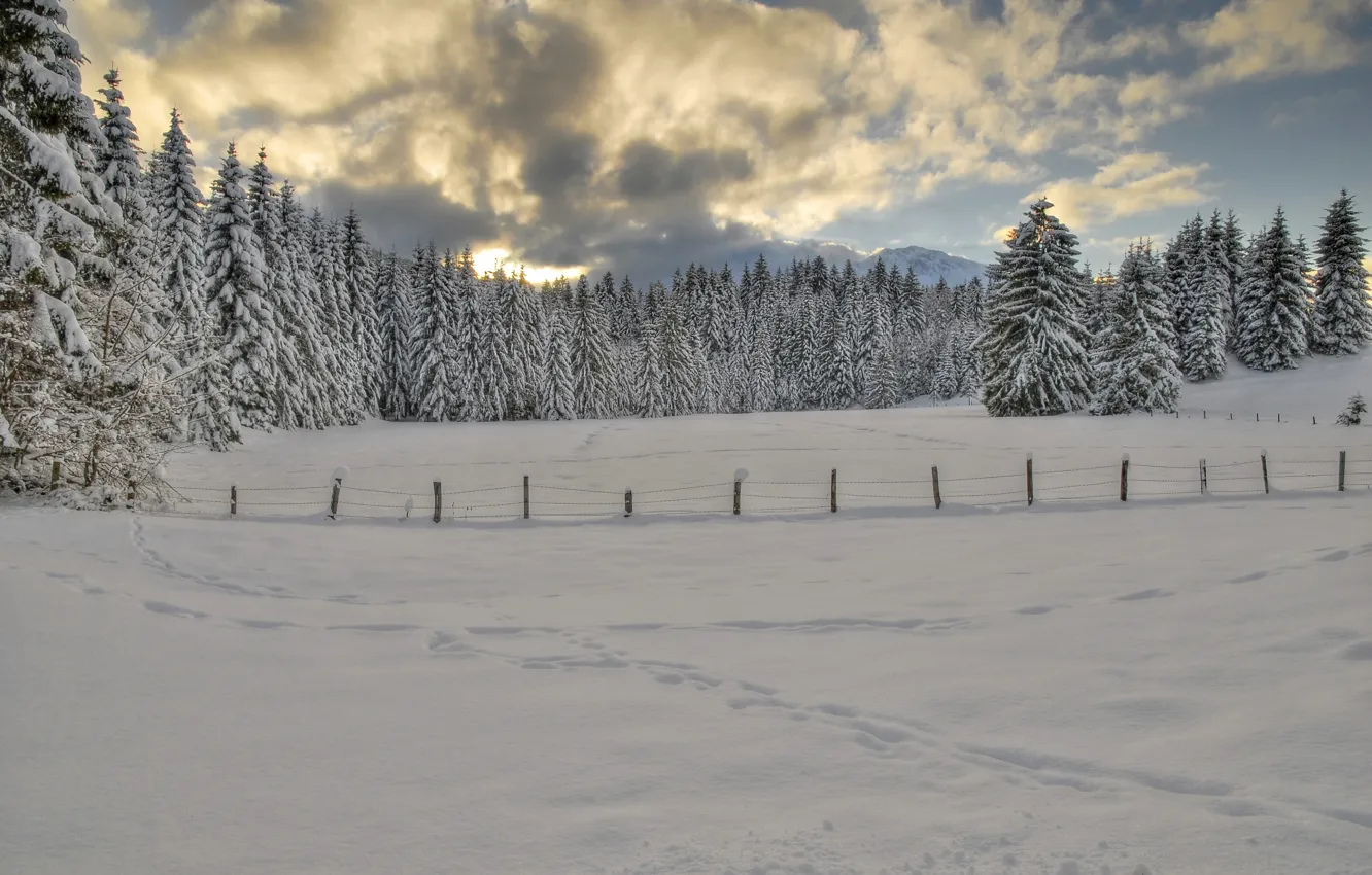 Фото обои зима, лес, небо, облака, снег, деревья, следы, Природа