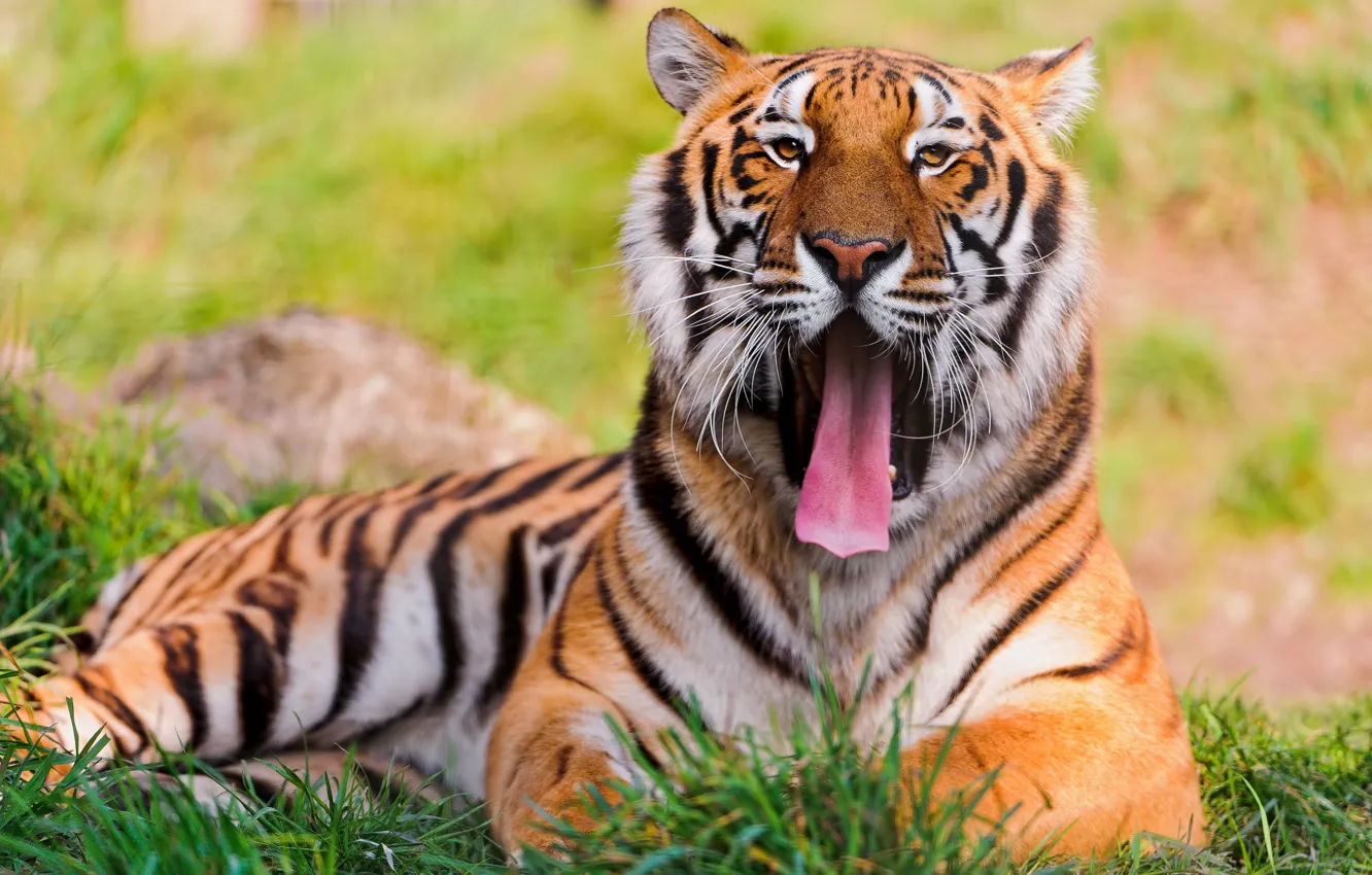 Фото обои трава, усы, взгляд, морда, тигр, лежит, зевает, большая кошка