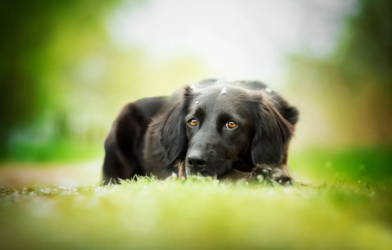 Фото обои собака, чёрная, травка, боке, The most beautiful eyes
