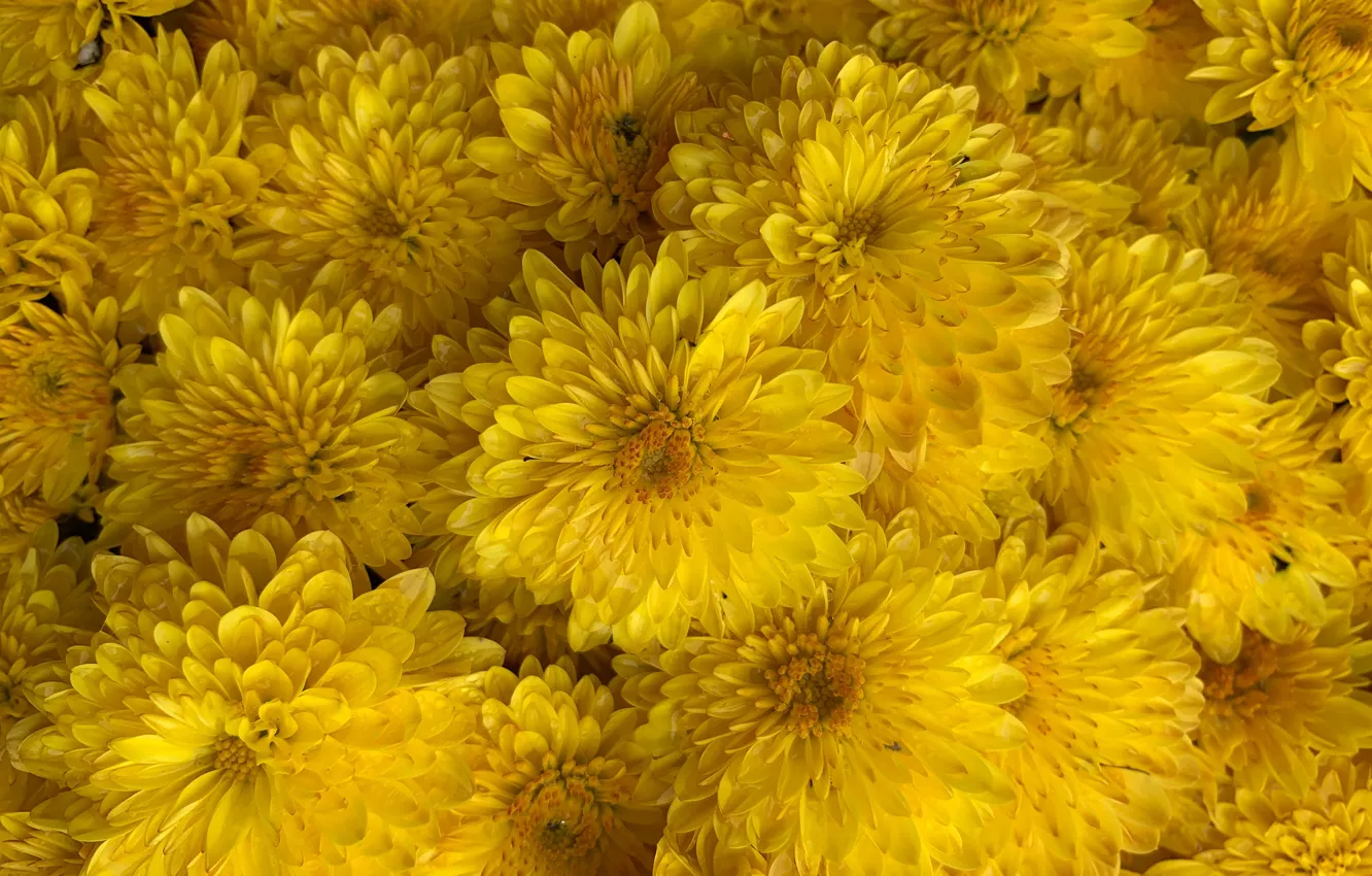 Фото обои цветы, желтые, хризантемы, много