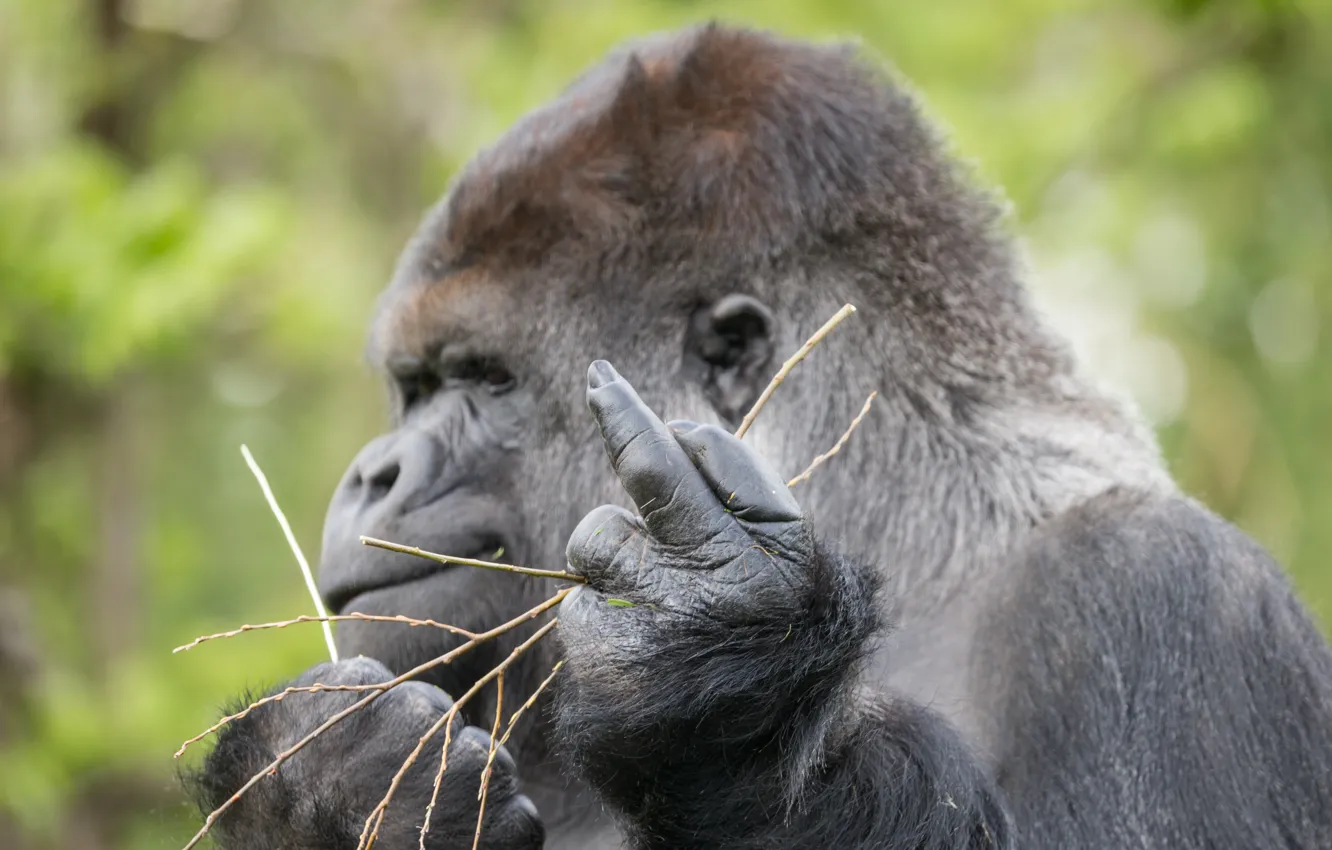 Фото обои знак, обезьяна, горилла, жест