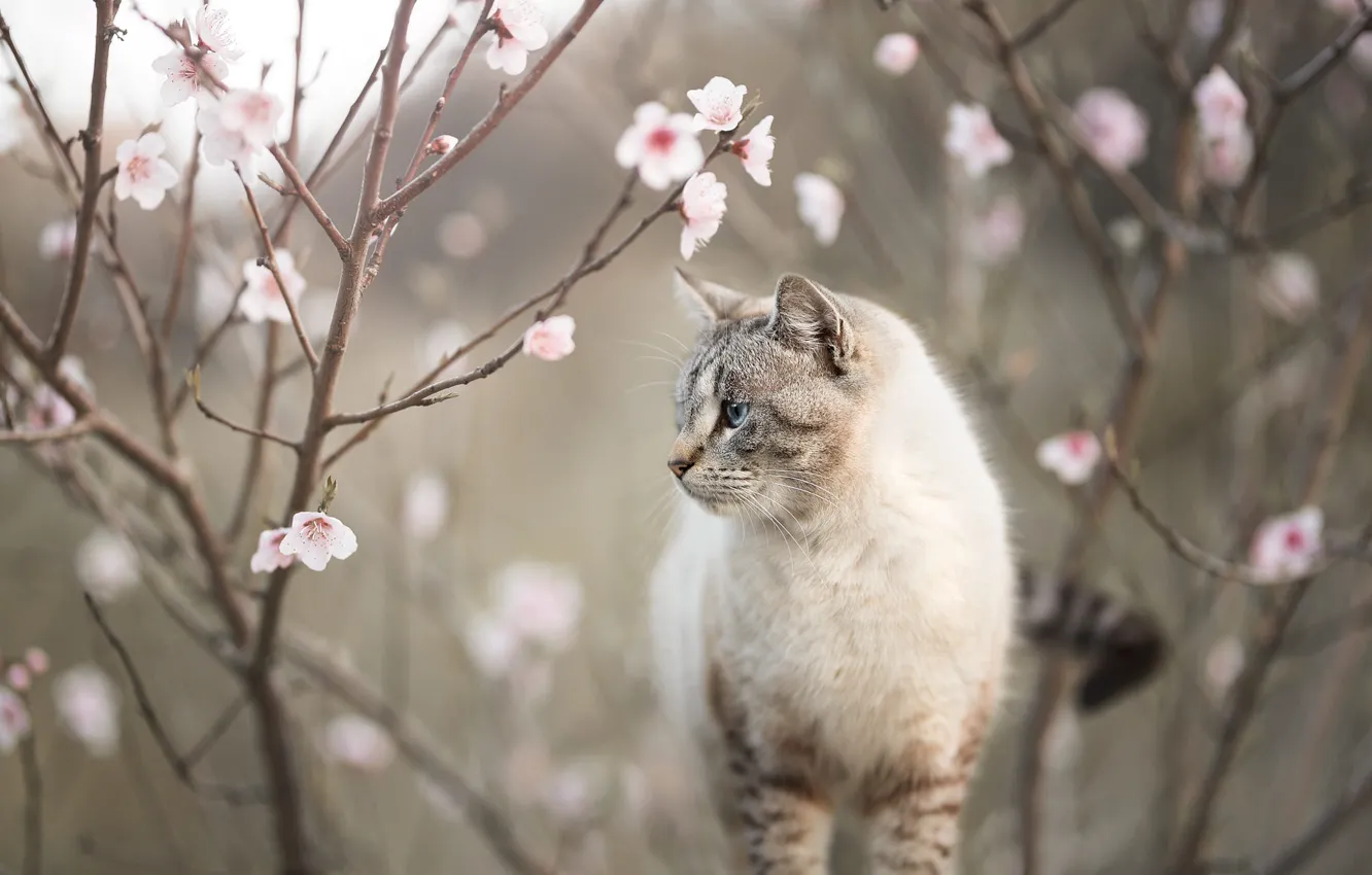 Фото обои кошка, кот, цветы, ветки, природа, весна, профиль, цветение